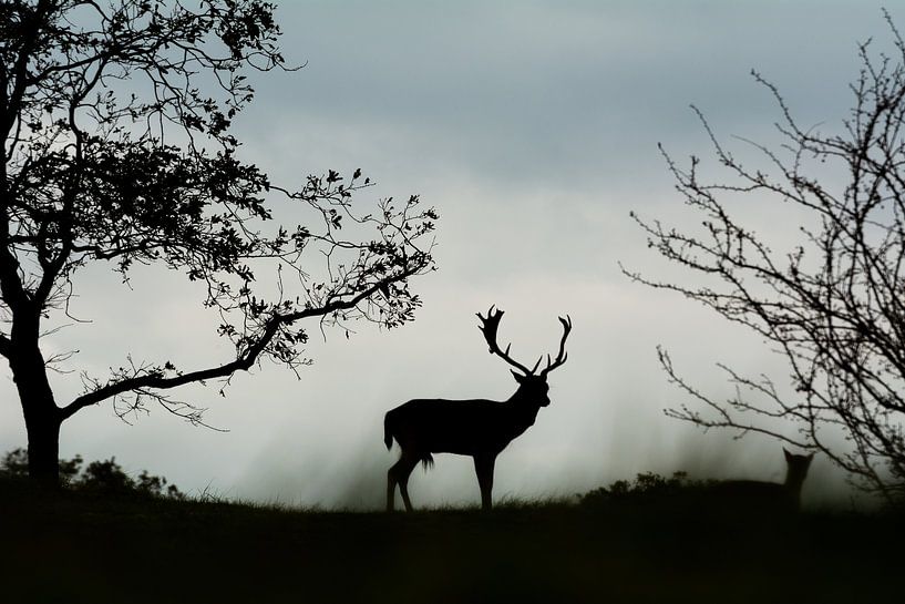 Hirschsilhouette von Danny Leij