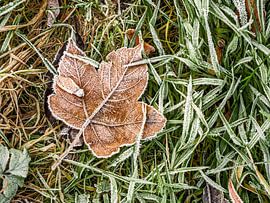 Bielatal, Suisse saxonne - Feuille d'érable avec givre