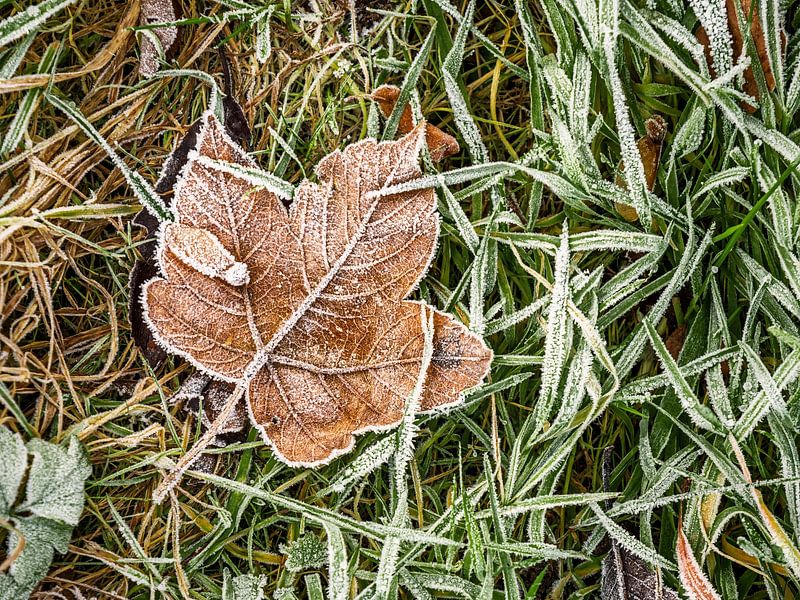 Bielatal, Saxon Switzerland - Maple leaf with hoarfrost by Pixelwerk