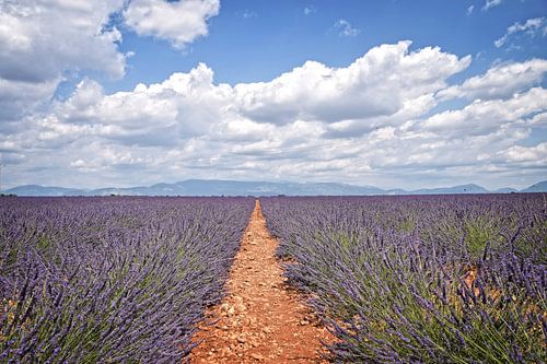 Valensole, lavendelvelden