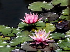 Pink water lily flowers in the garden pond by ManfredFotos