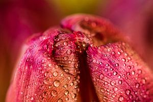 Macro Bloem Tulp van Dieter Walther