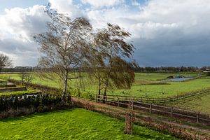 Spring trees and green agriculture fields at the Dutch countrysi van Werner Lerooy