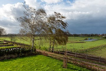 Spring trees and green agriculture fields at the Dutch countrysi van Werner Lerooy