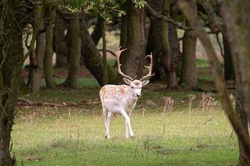 Hirsch mit Geweih