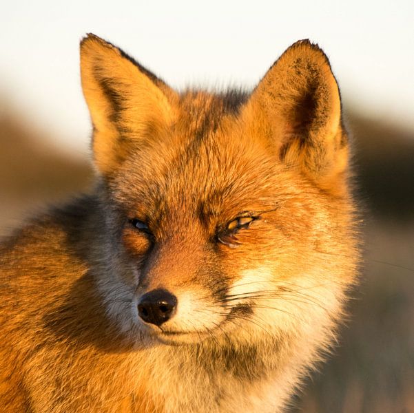 Rotfuchs. von Robert Moeliker