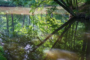 Spiegelung von Bäumen im ruhigen Wasser