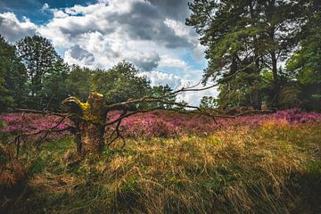 The beautiful moors. by Robby's fotografie