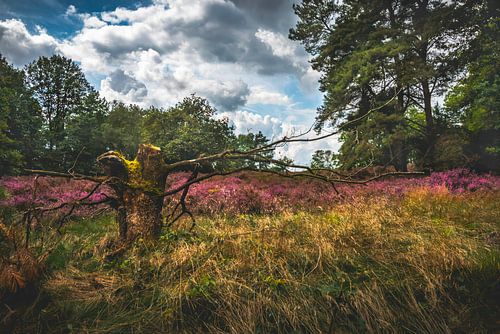 De prachtige heide.