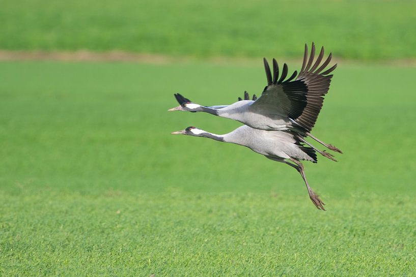 Kranichvögel fliegen während des Herbstzuges über ein Feld von Sjoerd van der Wal Fotografie