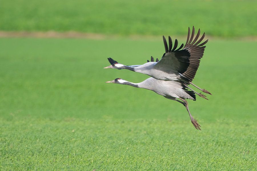 Kraanvogels vliegen over een veld tijdens de herfsttrek van Sjoerd van