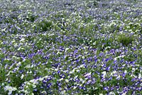 bloemenzee van Bosliefjes