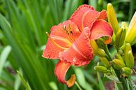 Daglelie, Hemerocallis van Alexander Ludwig thumbnail