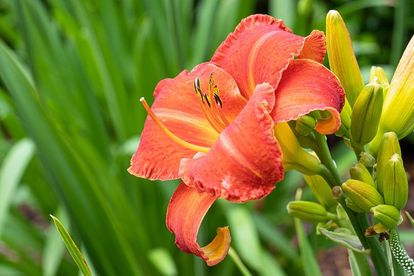 Daglelie, Hemerocallis van Alexander Ludwig