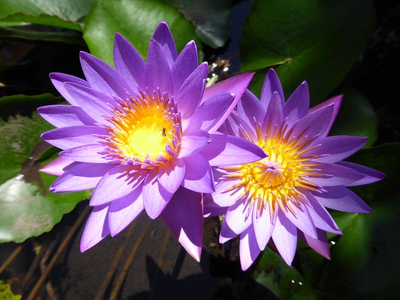 Bloemen op Java by Anita Tromp