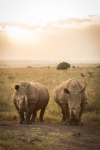 Twee neushoorns in Kenia