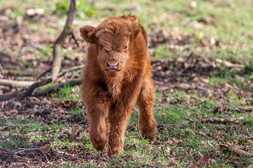 Schotse Hooglander Kalf, vind je mij niet superschattig. van Ellen Dielissen