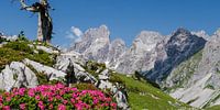 Berglandschaft "Frühling in den Alpen" von Coen Weesjes Miniaturansicht