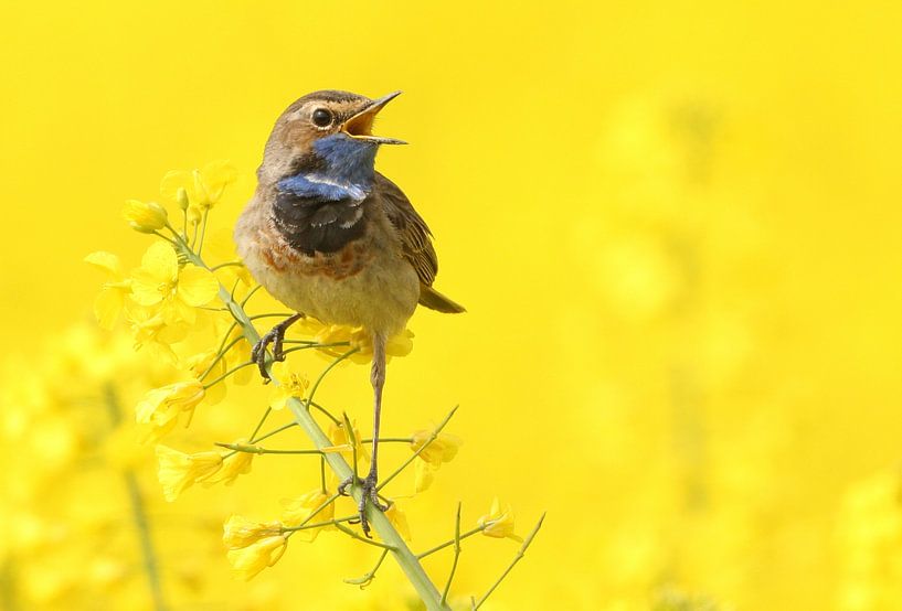 Bluethroat in yellow by Ruurd Jelle Van der leij