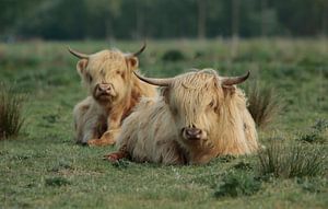 Les Highlanders écossais sur Frank Smedts