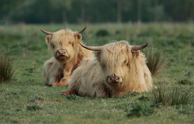 Scottish Highlanders by Frank Smedts