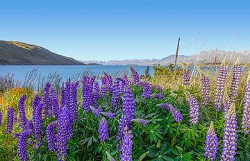 Fleurs de lupin au lac Pukaki sur Achim Prill