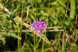 Veilchen-Knopfkraut an einem sommerlichen Straßenrand von Wouter van der Pluym