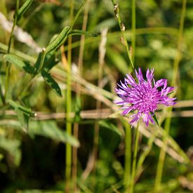 Veilchen-Knopfkraut an einem sommerlichen Straßenrand von Wouter van der Pluym