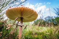 Herfstpaddenstoel
