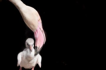 Flamingo met kuiken van Marja Suur