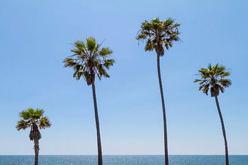 Palmbomen bij de zee