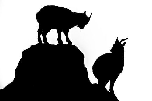 Silhouette noire et blanche. Chèvres de concours. Deux chèvres se battent au sommet de la montagne d