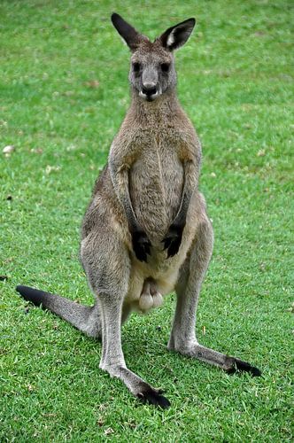 Nieuwsgierige kangoeroes in het wild