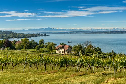 Bodensee mit Alpenpanorama
