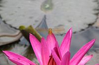 Dragonfly on water lily