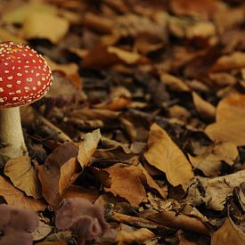 Mushroom van Lynn Finch