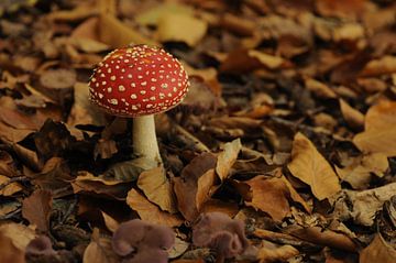 Mushroom van Lynn Finch