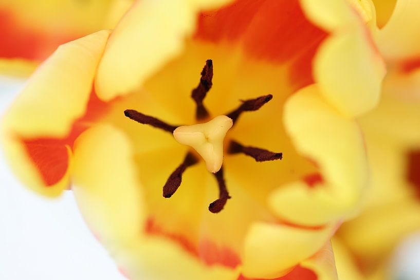 Inside of the fire flower.1 by Daniëlle Eibrink Jansen