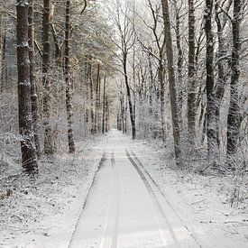 Into the woods by Martin Manuel