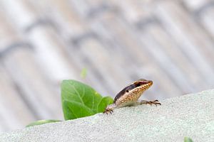 Lizard on the outlook von Jan van Kemenade