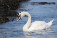 Beautiful swan