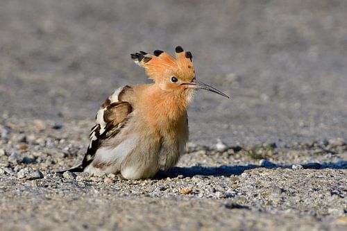 Hoopoe