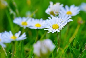 Gänseblümchen im Frühling - kleine fröhliche Blüten
