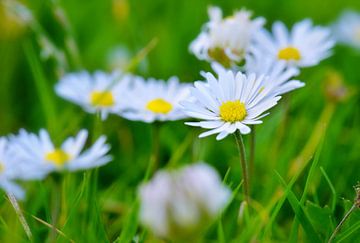 Madeliefjes in de lente - kleine vrolijke boemetjes van Chihong