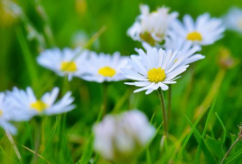 Madeliefjes in de lente - kleine vrolijke boemetjes