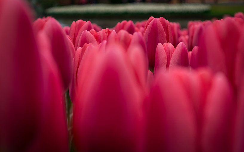 tulpen zee von Victor Droogh