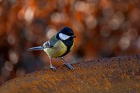 Tit sous les feux de la rampe.