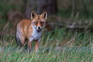 Fox von Joop Bruurs