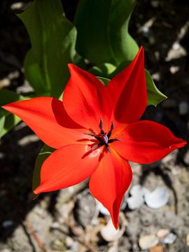 Rode bloem scherp van Martijn Tilroe