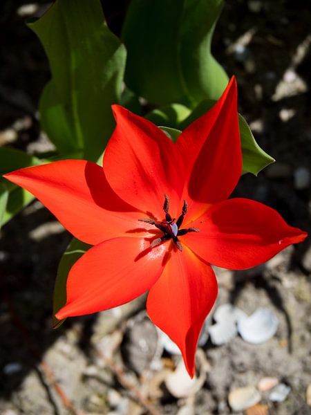 Rote Blume scharf von Martijn Tilroe
